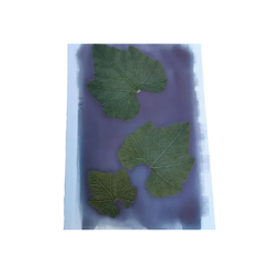 Cyanotype
